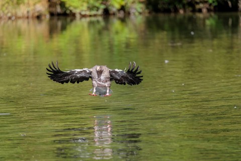 An adult greylag goose (Anser anser) lands on a lake on a sunny day. Bavaria, Germany