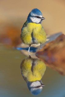 Blue Tit, Cyanistes Caeruleus) on perch, Sierra de San Pedro / Photorapto, Salorino, Extremadura /