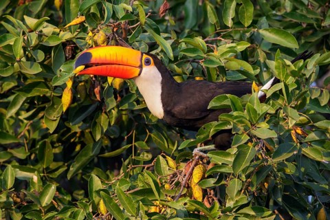 Toco Toucan (Ramphastos toco) perched on a branch in the Pantanal region of Brazil