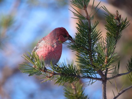 Spruce crossbill (Loxia curvirostra), Lapland, Finland, Scandinavia
