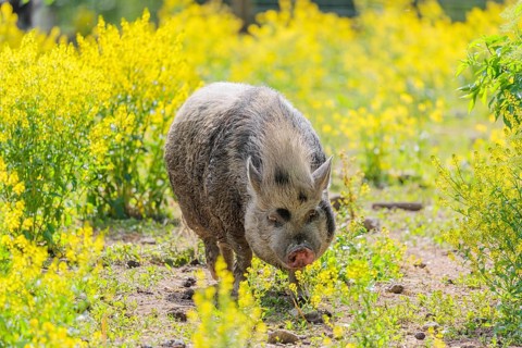 A Kunekune pig (sus scrofa domesticus), a domestic breed from New Zealand walks walks through a