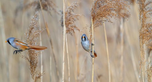 Two bearded reedlings, bearded tits (Panurus biarmicus) males in flight and perched on reed stem