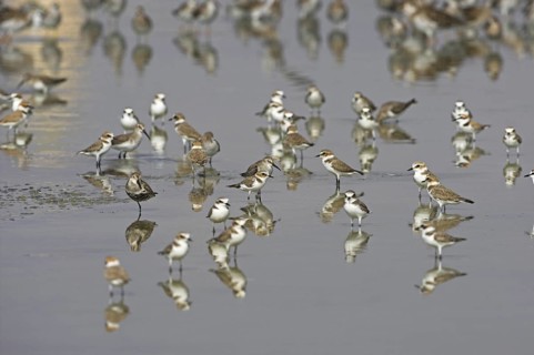 Kentish Plover (Charadrius alexandrinus), Oman