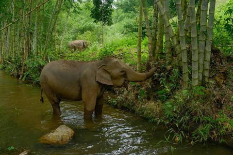 Two Asian elephants in Thailand's dense jungle, one by a riverbank surrounded by bamboo and