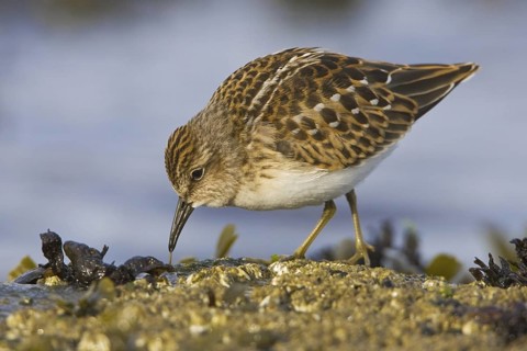 Least Sandpiper (Calidris minutilla), British Columbia, Canada