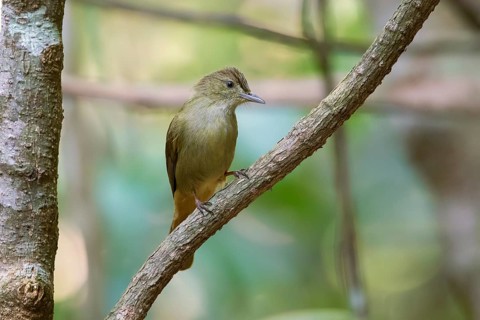 Grey-eyed Bulbul (Iole propinqua) perched on a branch, Di Linh, Vietnam