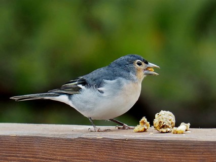 La Palma chaffinch (Fringilla coelebs palmae)