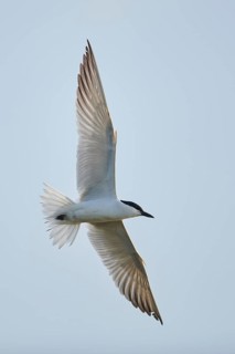 Gull-billed tern (Gelochelidon nilotica) flying in the sky, hunting, ebro delta, Catalonia, Spain