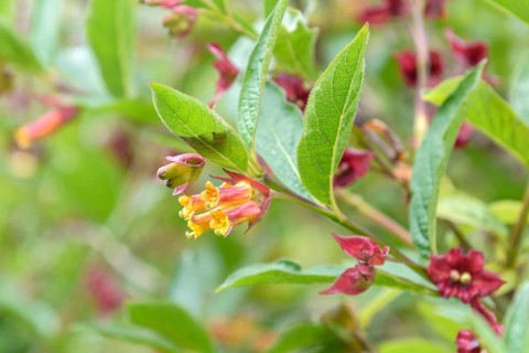 Honeysuckle (Lonicera involucrata var. ledebourii), Coleton Fishacre, Great Britain