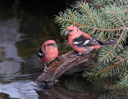 Two-barred Crossbill (Loxia leucoptera) males, Saskatchewan, Canada