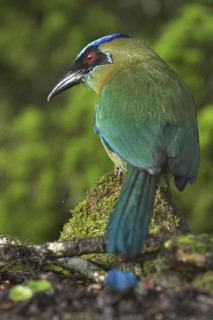 Amazonian Motmot (Momotus lessonii), Costa Rica