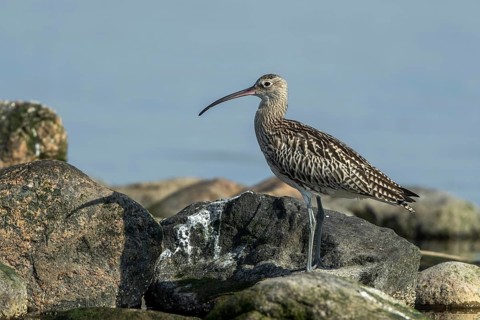 Eurasian Curlew (Numenius arquata) foraging, Mecklenburg-Western Pomerania, Germany