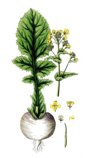 Brassica rapa, turnip rape or turnip seed, digital reproduction of a historical model, between 1790