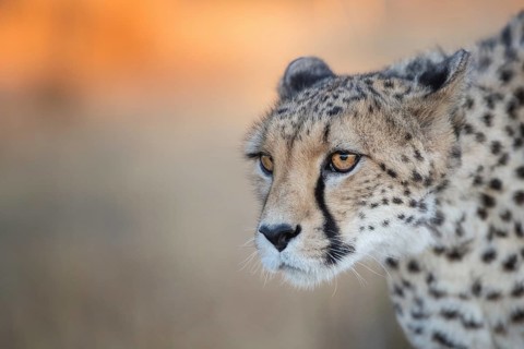 Cheetah (Acinonyx jubatus) adult portrait, Castile-La Mancha, Spain