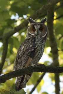 Long-eared Owl (Asio otus), Lower Saxony, Germany
