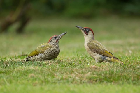 Green woodpecker (Picus viridis) adult bird and juvenile young bird two birds on a garden grass
