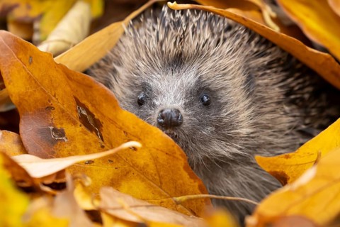 European hedgehog (Erinaceus europaeus) adult animal amongst a pile of autumn colour leaves during