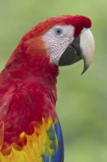 Scarlet Macaw (Ara macao), Costa Rica