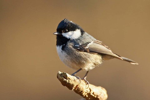 Coal Tit (Periparus ater), Rhineland-Palatinate, Germany