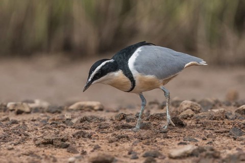 Egyptian Plover (Pluvianus aegyptius) foraging, Gambia