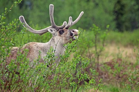Reindeer (Rangifer tarandus) with velvet antlers nibbling fresh willow shoots, Lapland, Finland
