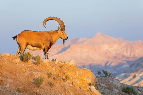Nubian ibex, Nubian ibex, (Capra nubiana), animals, mammals, ibex, Ben Gurion's Tomb, Midreshet