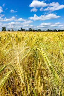 Grain field, in front of harvest, barley, near Bottrop-Kirchhellen, North Rhine-Westphalia, Germany