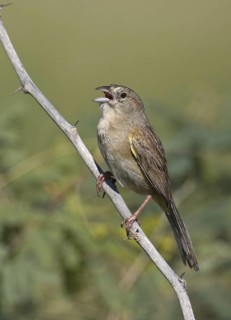 Botteri's Sparrow (Peucaea botterii) singing, Arizona, USA