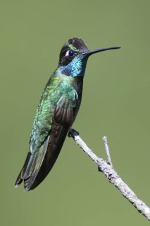Rivoli's Hummingbird (Eugenes fulgens), Guatemala
