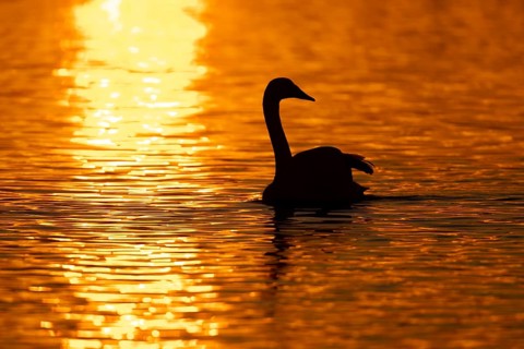 Whooper swan (Cygnus cygnus) adult bird on a lake silhouette at sunset, Cambridgeshire, England,