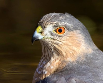 Adult Sharp-shinned Hawk, Accipiter striatus, portrait in Saskatoon Saskatchewan