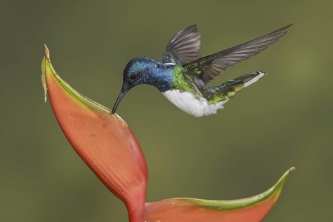 White-necked Jacobin (Florisuga mellivora), Ecuador