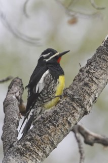 Williamson's Sapsucker (Sphyrapicus thyroideus) male, British Columbia, Canada