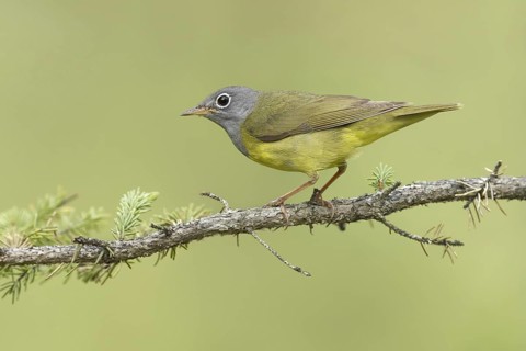 Connecticut Warbler (Oporornis agilis), Michigan, USA