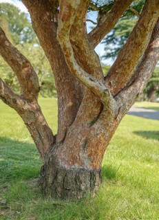 Japanese red pine (Pinus densiflora 'Umbraculifera'), Shinjuku Gyoen Garden, Imperial Park