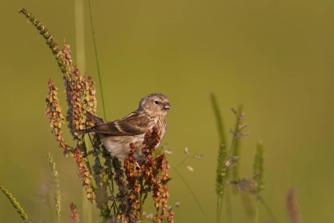 Lesser Redpoll - Alpen-Birkenzeisig - Carduelis cabarett, Austria, juvenile
