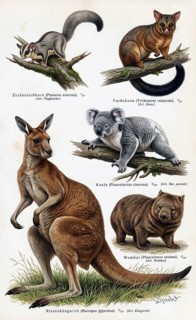 Display Panel Marsupials, Red kangaroo (Osphranter rufus), Fox kangaroo (Trichosurus vulpecula),