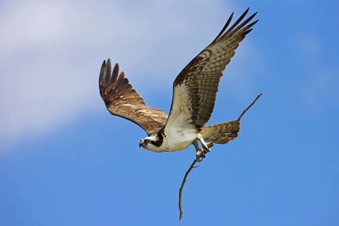 Western Osprey (Pandion haliaetus)