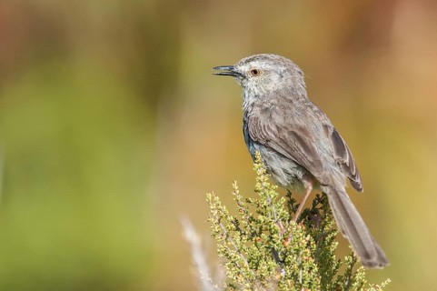 Karoo Prinia (Prinia maculosa), Western Cape, South Africa