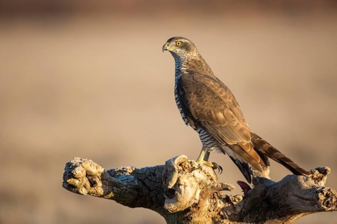 Northern Goshawk (Accipiter gentilis) juvenile perched on a stump, Castile-La Mancha, Spain