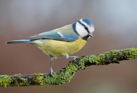 Eurasian Blue Tit (Cyanistes caeruleus) perched on a branch, Lower Saxony, Germany