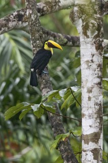 Yellow-throated Toucan (Ramphastos ambiguus swainsonii), Costa Rica