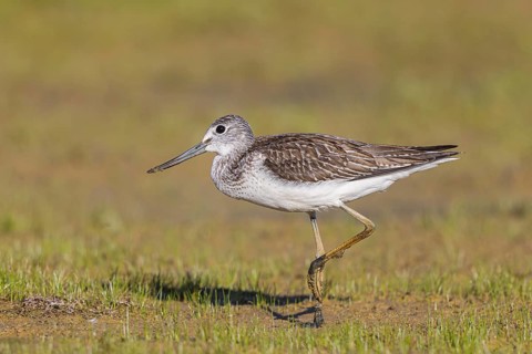 Common Greenshank (Tringa nebularia), Netherlands