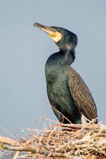 Great Cormorant (Phalacrocorax carbo), Saxony-Anhalt, Germany