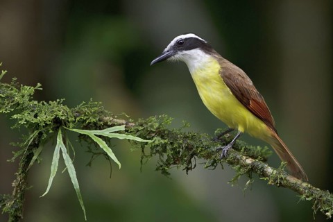 Great Kiskadee (Pitangus sulphuratus) perched on a branch in Costa Rica, Central America