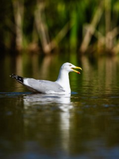 European Herring Gull, Larus argentatus on lake
