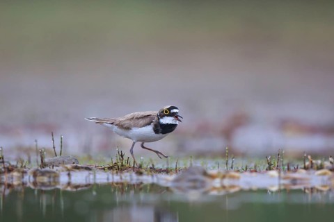 Little Ringed Plover (Charadrius dubius), North Rhine-Westphalia, Germany