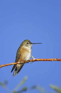 Broad-tailed Hummingbird Selasphorus platycercus Huachuca Mountains, ARIZONA, United States 23
