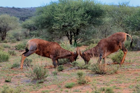 Tsessebe (Damaliscus lunatus), lyrebird, crescent moon antelope, adult, two, threatening, fighting,