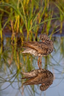 Dunkler Wasserläufer, Spotted Redshank, Tringa erythropus, Chevalier arlequin, Archibebe Oscuro